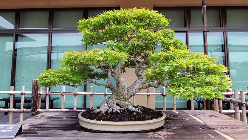 bonsai tree image