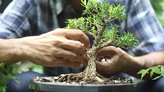 bonsai care