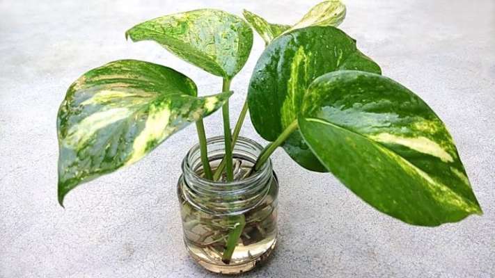 Money-plant-in-water