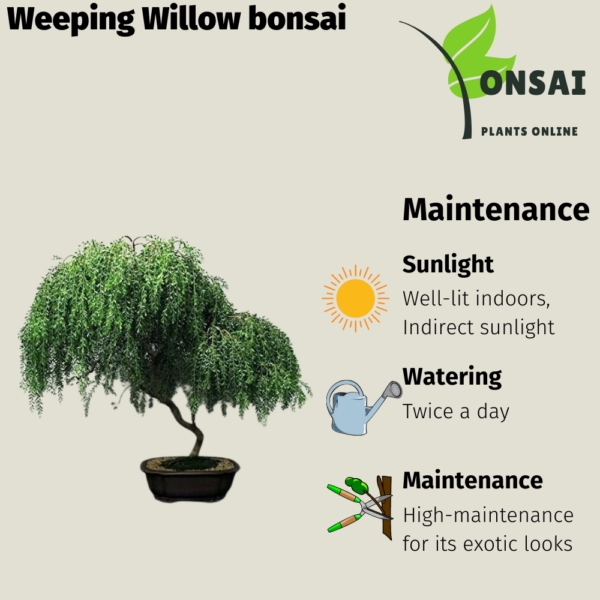 Get the beautiful Weeping Willow bonsai