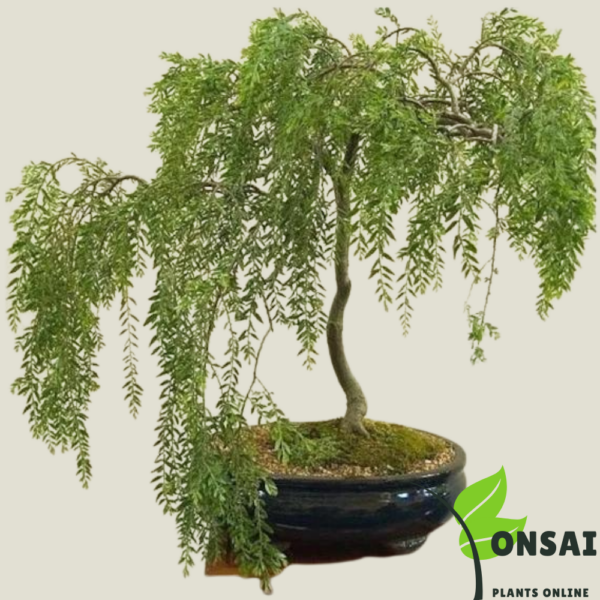 Get the beautiful Weeping Willow bonsai