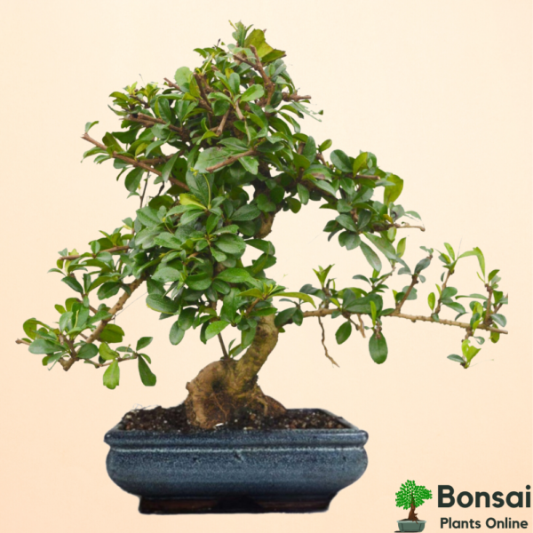 Get the aesthetic and soothing Carmona bonsai