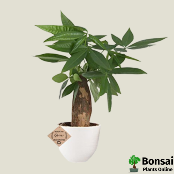 Get the Money tree bonsai