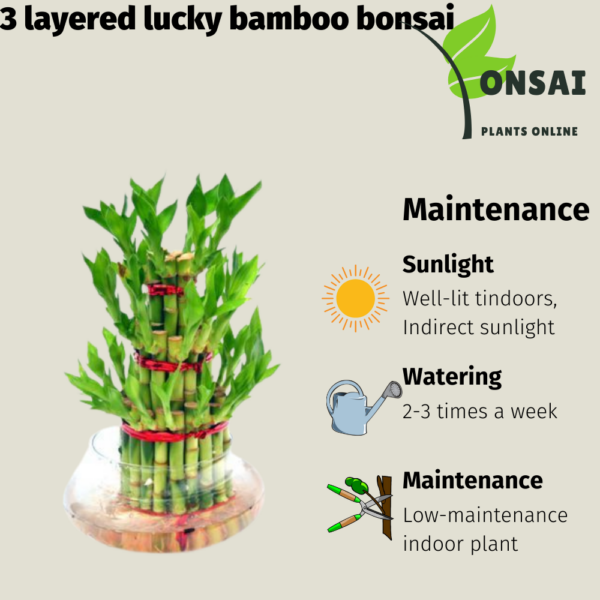 Get the 3 layered lucky bamboo bonsai