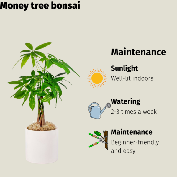Get the Money tree bonsai