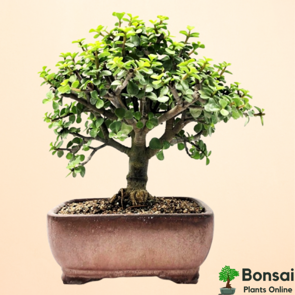 Get the Jade bonsai plant for indoors