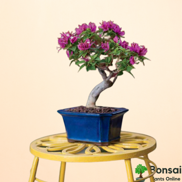 Get the flowering Bougainvillea bonsai