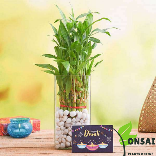 Get the 3 layered lucky bamboo bonsai