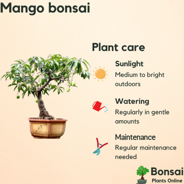 Get the fruit-bearing Mango bonsai for your kitchen gardens