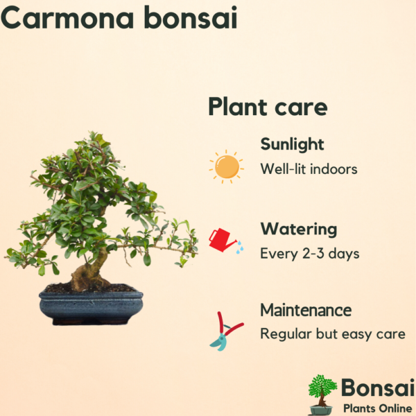 Get the aesthetic and soothing Carmona bonsai