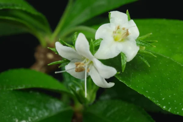 Flowering Carmona Bonsai Tree - 9 Yrs Old - Image 5