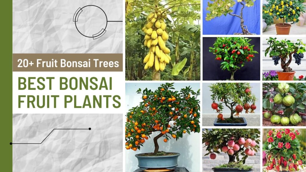 Fruit Bonsai Tree
