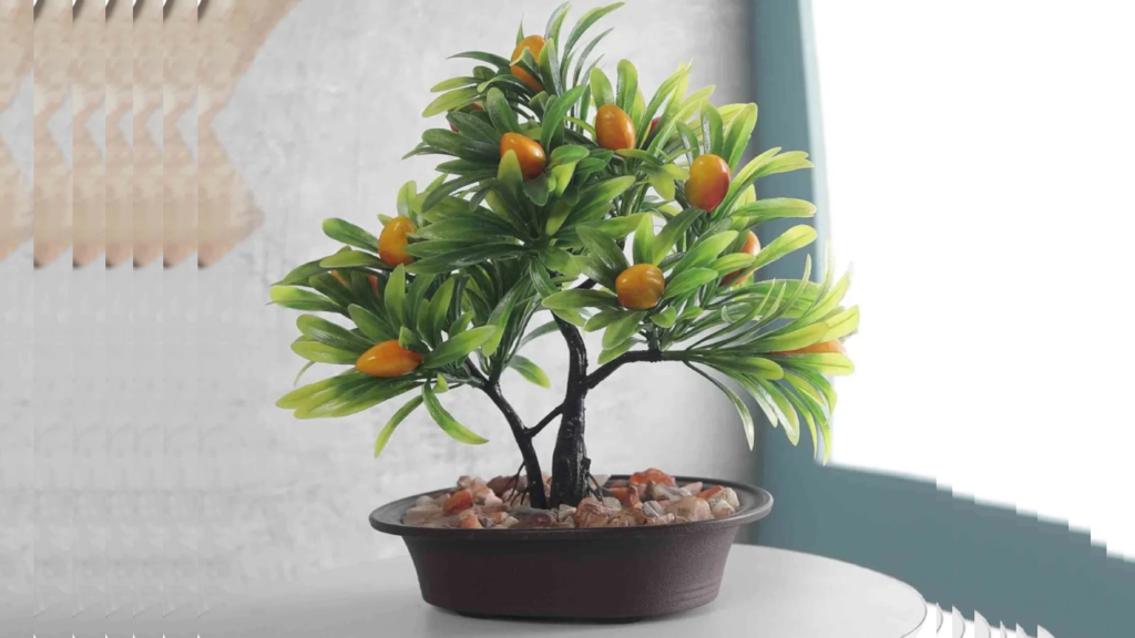 Bonsai Mango Tree