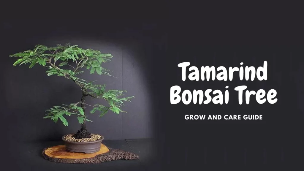 Tamarind-Bonsai