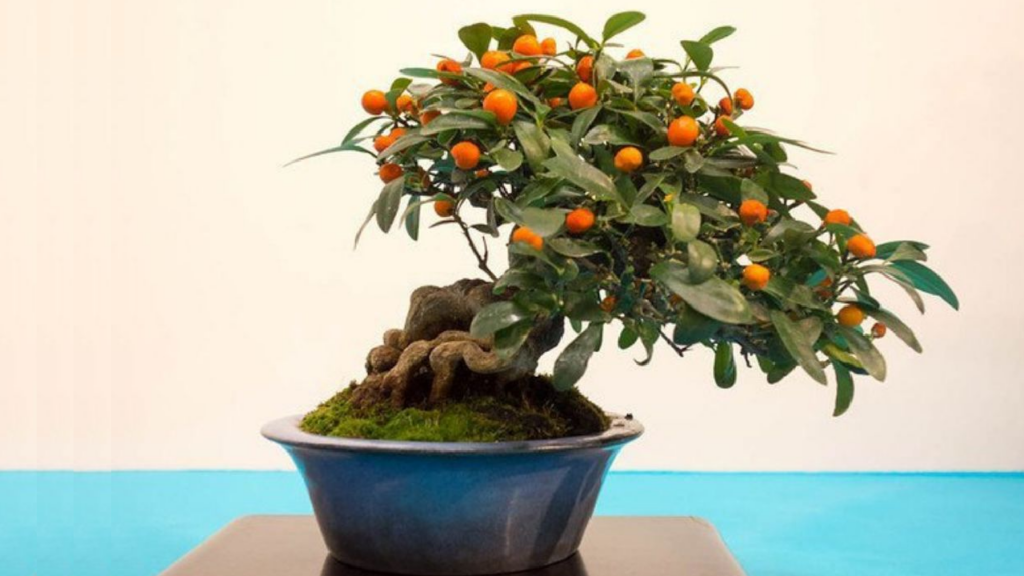 bonsai orange tree