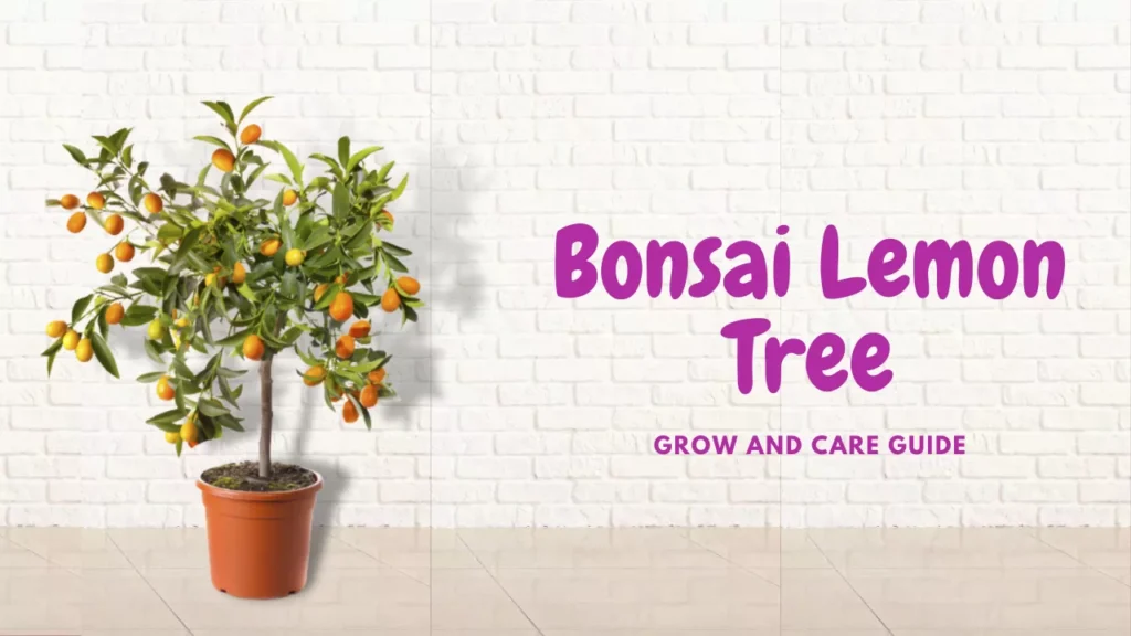 Bonsai-Lemon-Tree