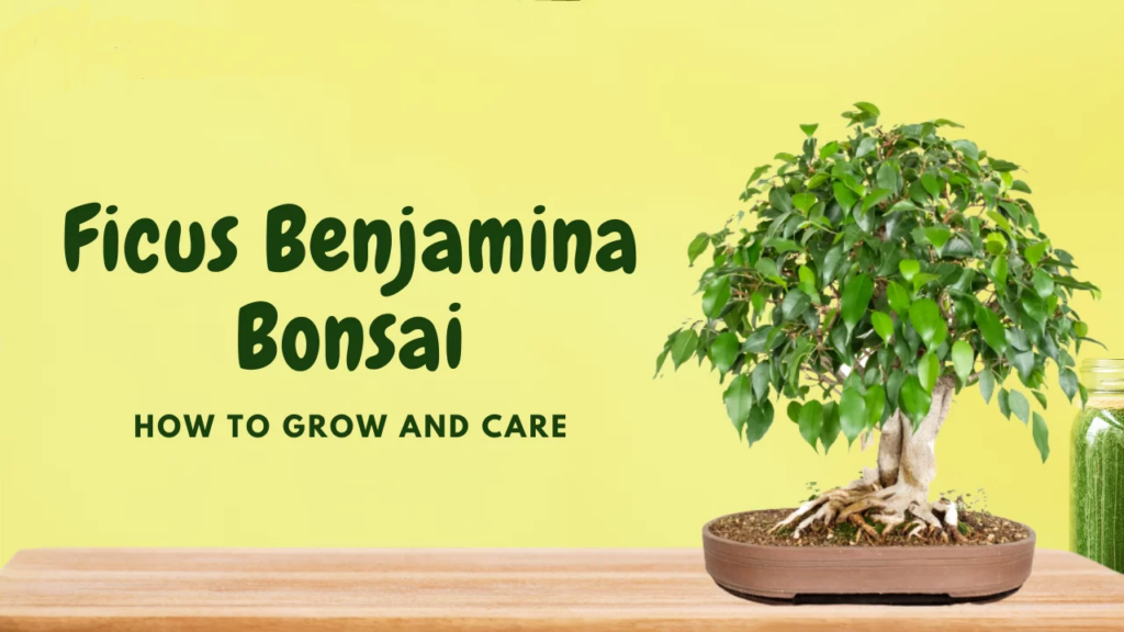 Ficus-Benjamina-Bonsai