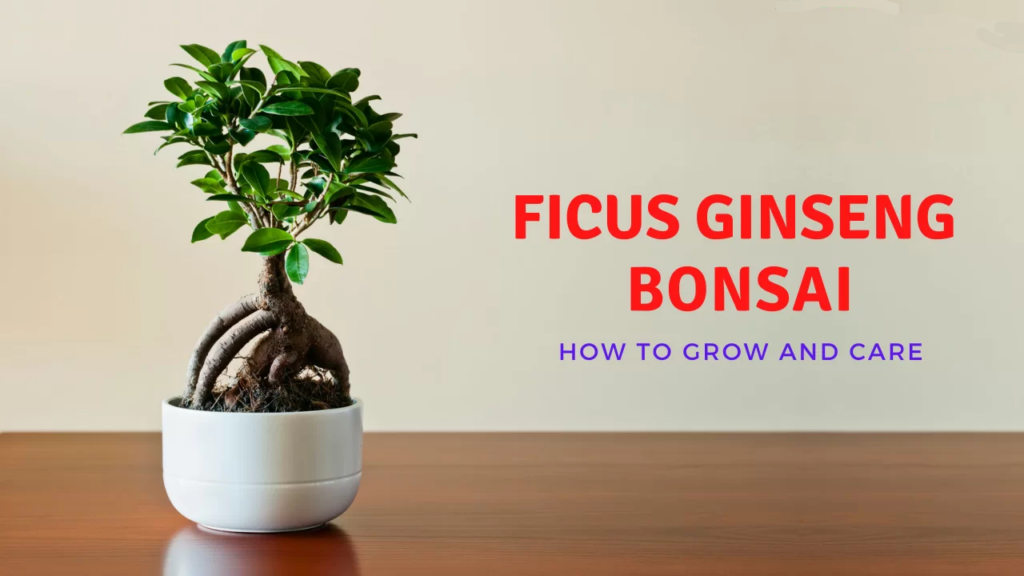 Ficus-Ginseng-Bonsai