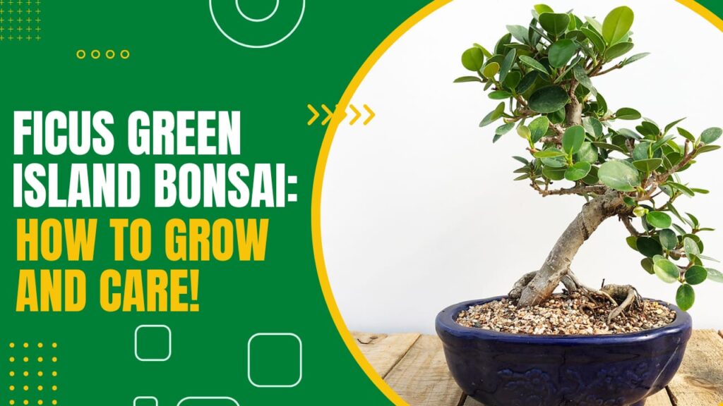 Ficus Green Island Bonsai Tree
