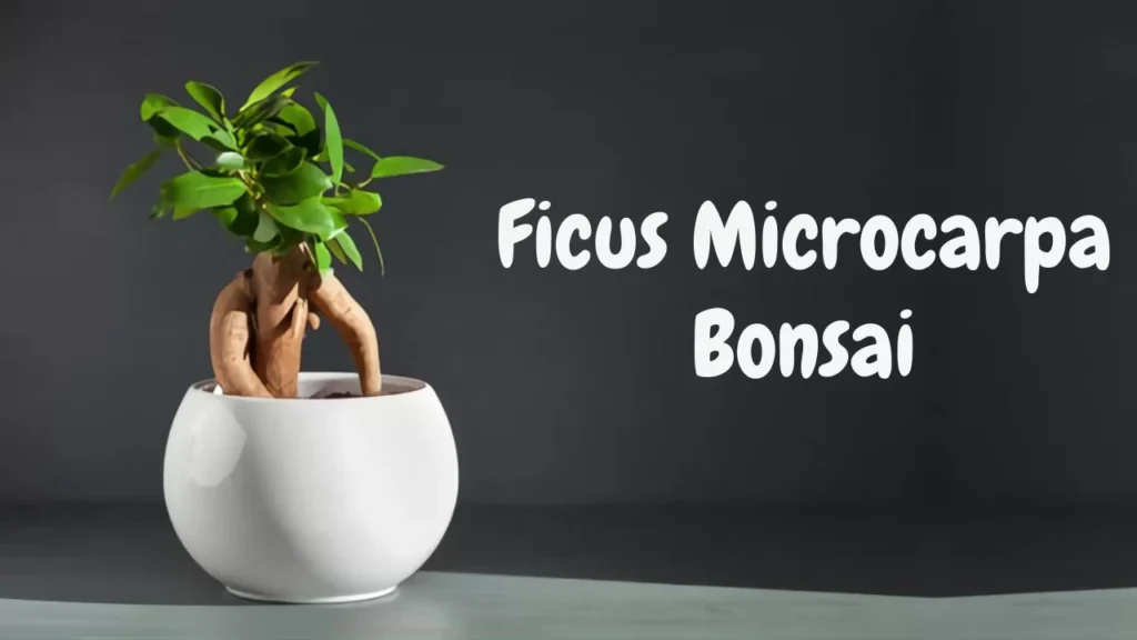Ficus-Microcarpa-Bonsai