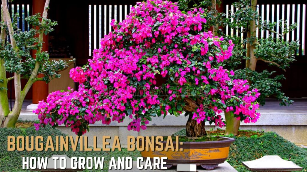 bougainvillea bonsai