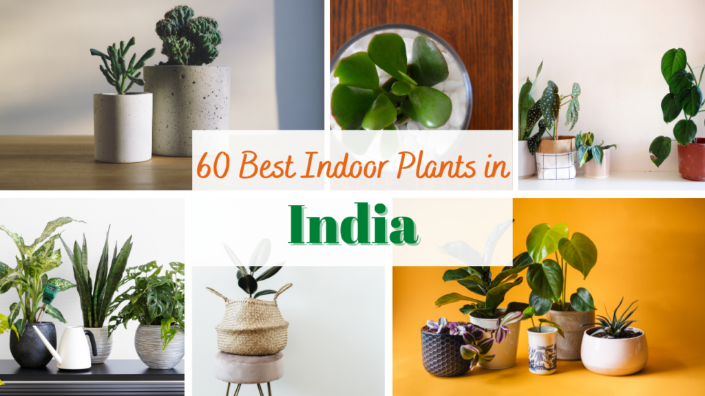 indoor plants in india